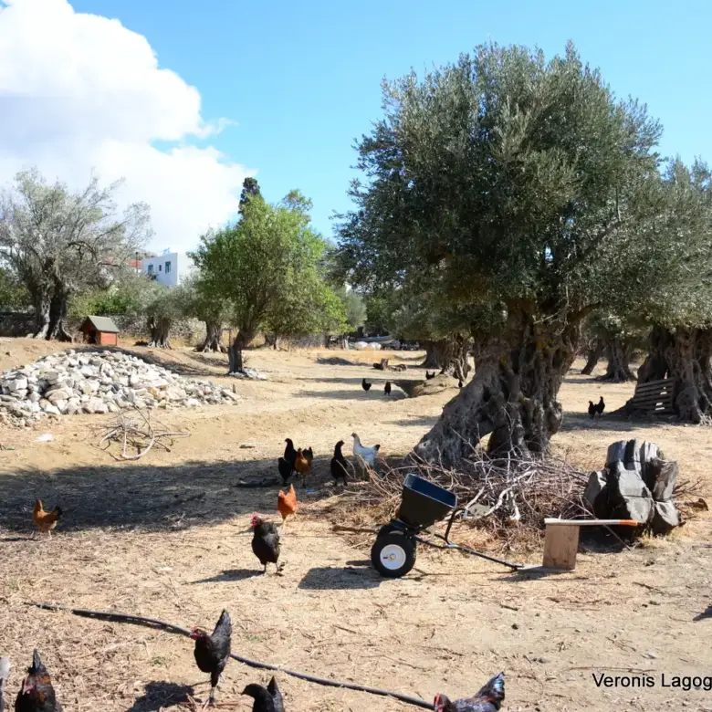 Kaloxylos Naxos / Ancient olive grove 4.000 m2 /640600