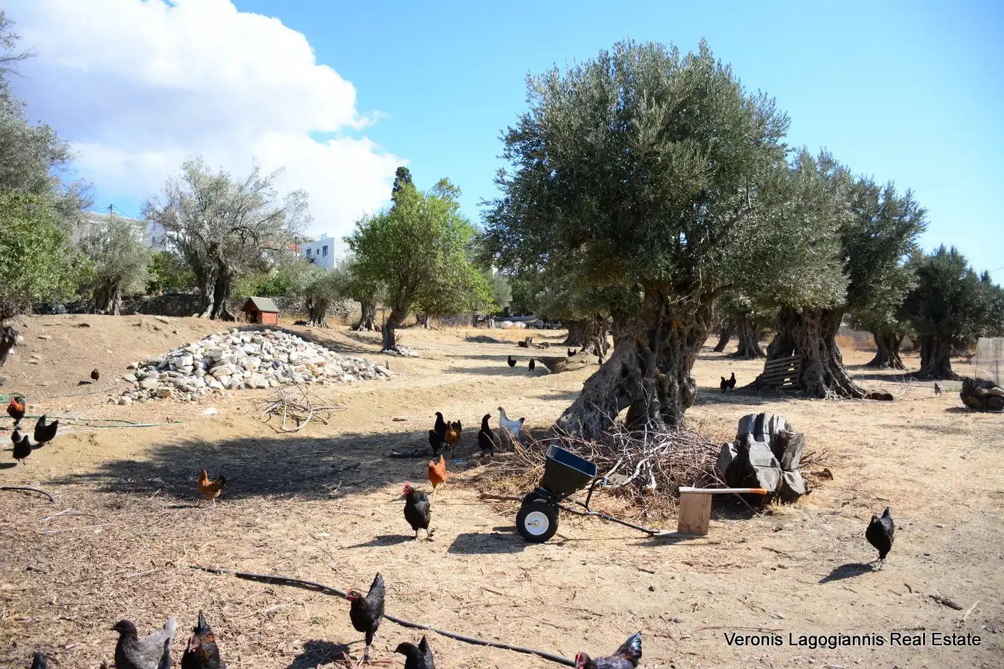 DSC_8761 Kaloxylos Naxos / Ancient olive grove 4.000 m2 /640600