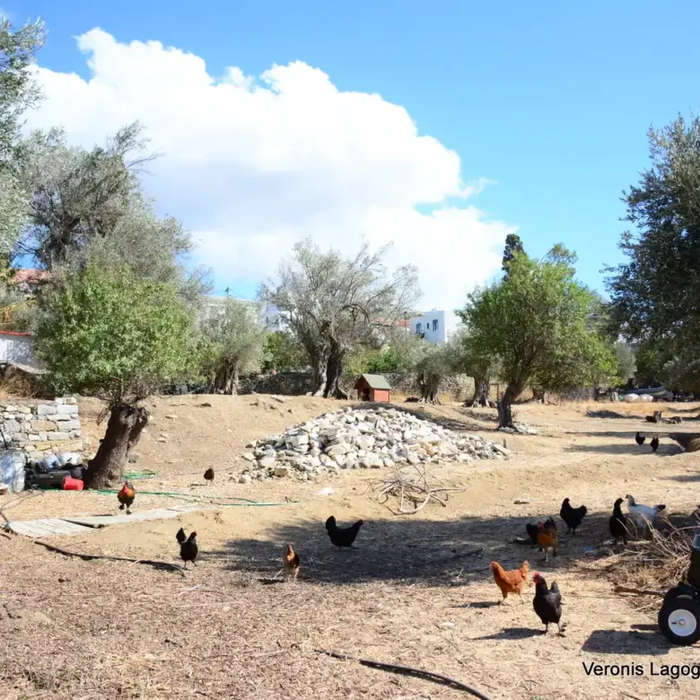 Kaloxylos Naxos / Ancient olive grove 4.000 m2 /640600