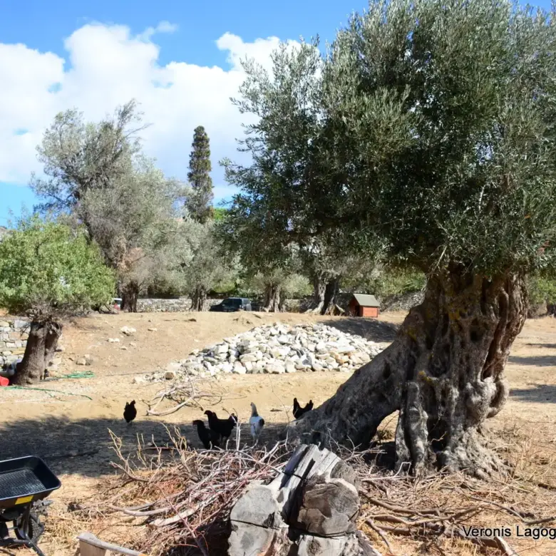 Kaloxylos Naxos / Ancient olive grove 4.000 m2 /640600