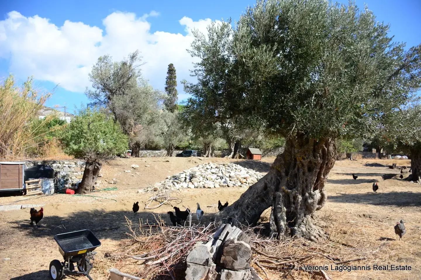 DSC_8763 Kaloxylos Naxos / Ancient olive grove 4.000 m2 /640600