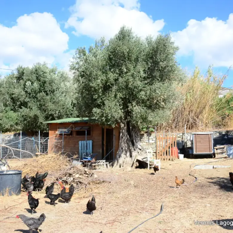 Kaloxylos Naxos / Ancient olive grove 4.000 m2 /640600