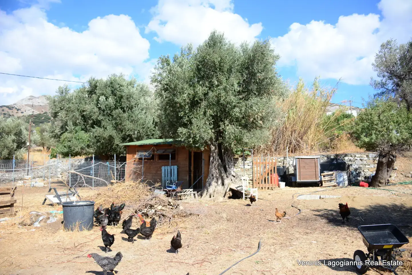 DSC_8764 Kaloxylos Naxos / Ancient olive grove 4.000 m2 /640600