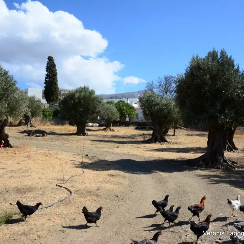 Kaloxylos Naxos / Ancient olive grove 4.000 m2 /640600