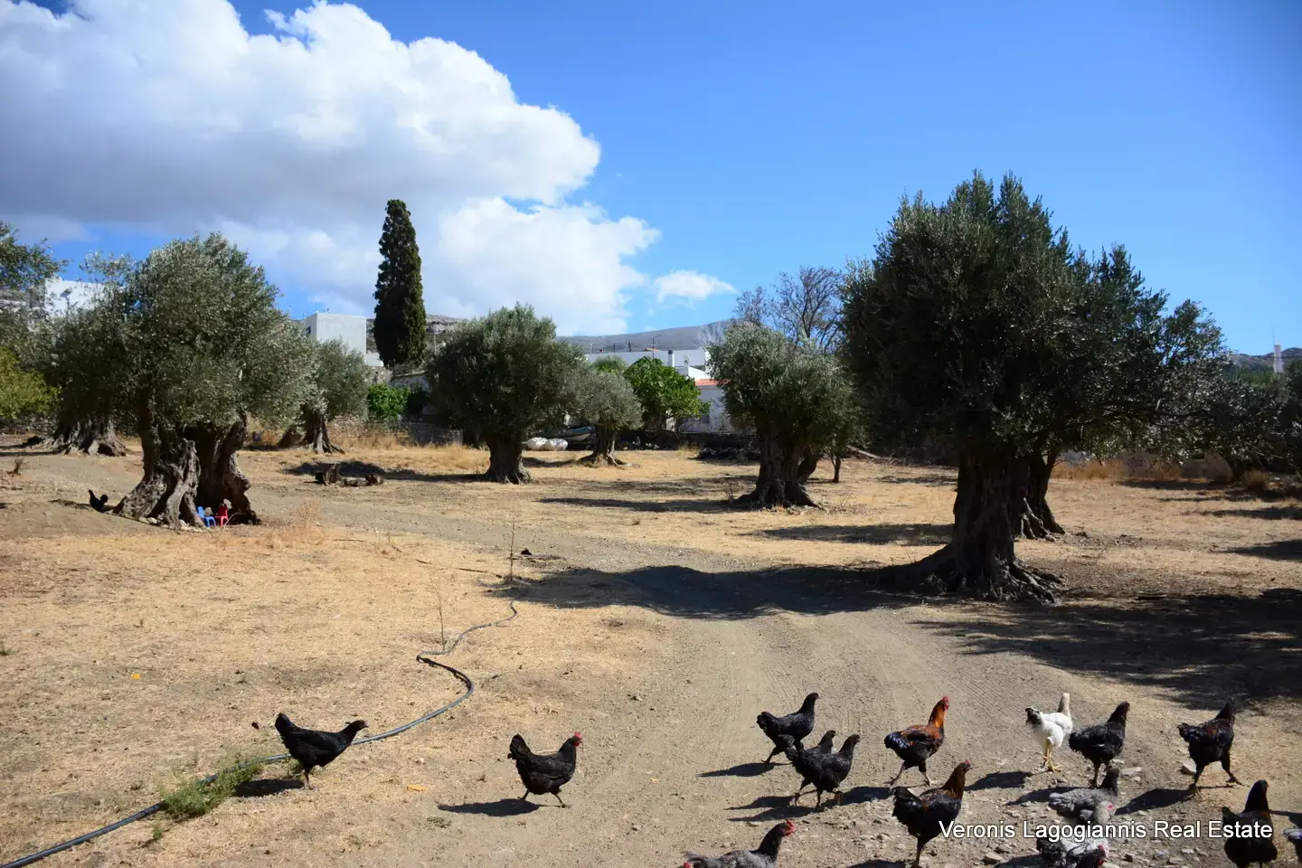 DSC_8765 Kaloxylos Naxos / Ancient olive grove 4.000 m2 /640600