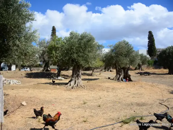 Καλόξυλο Νάξος / Αρχαίος ελαιώνας 2.000 m2 / 640604