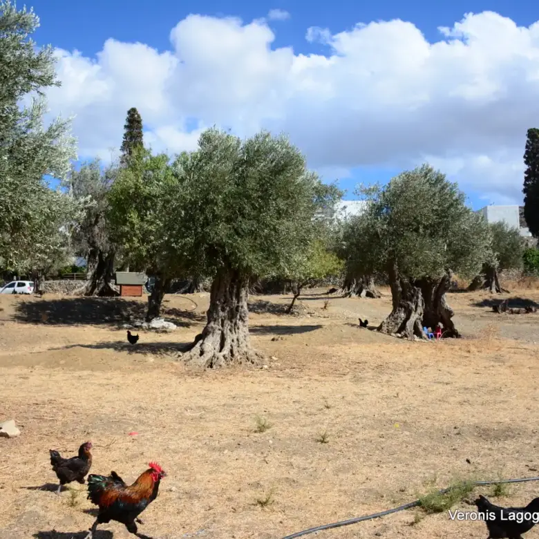 Kaloxylos Naxos / Ancient olive grove 4.000 m2 /640600