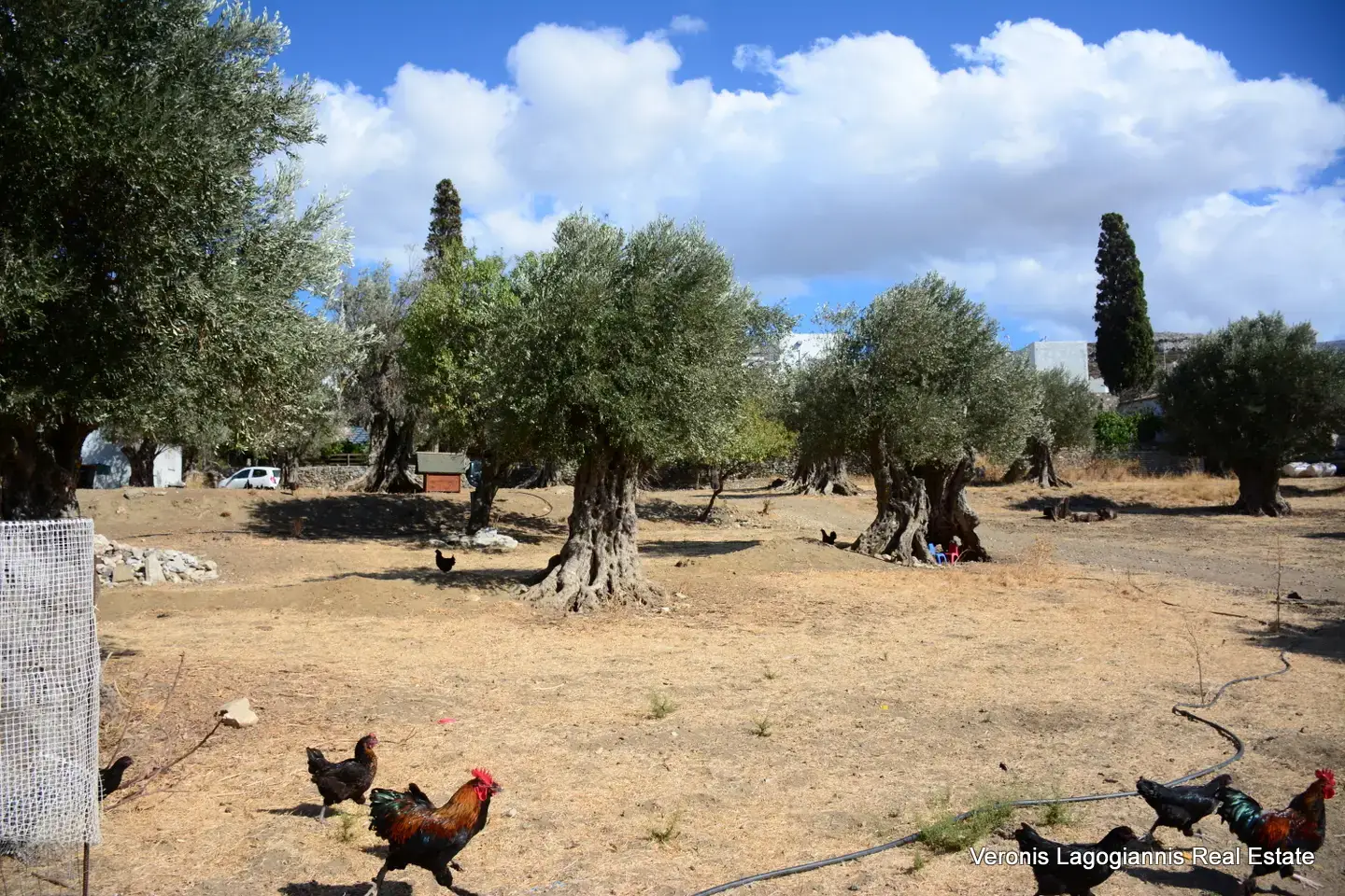 DSC_8766 Kaloxylos Naxos / Ancient olive grove 4.000 m2 /640600