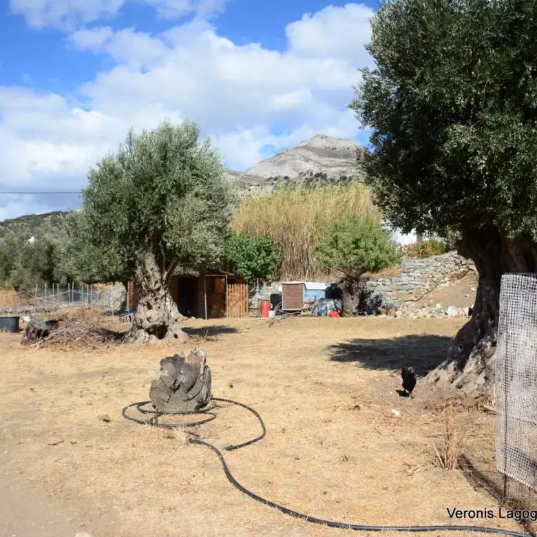 Καλόξυλο Νάξος / Αρχαίος ελαιώνας 2.000 m2 / 640604