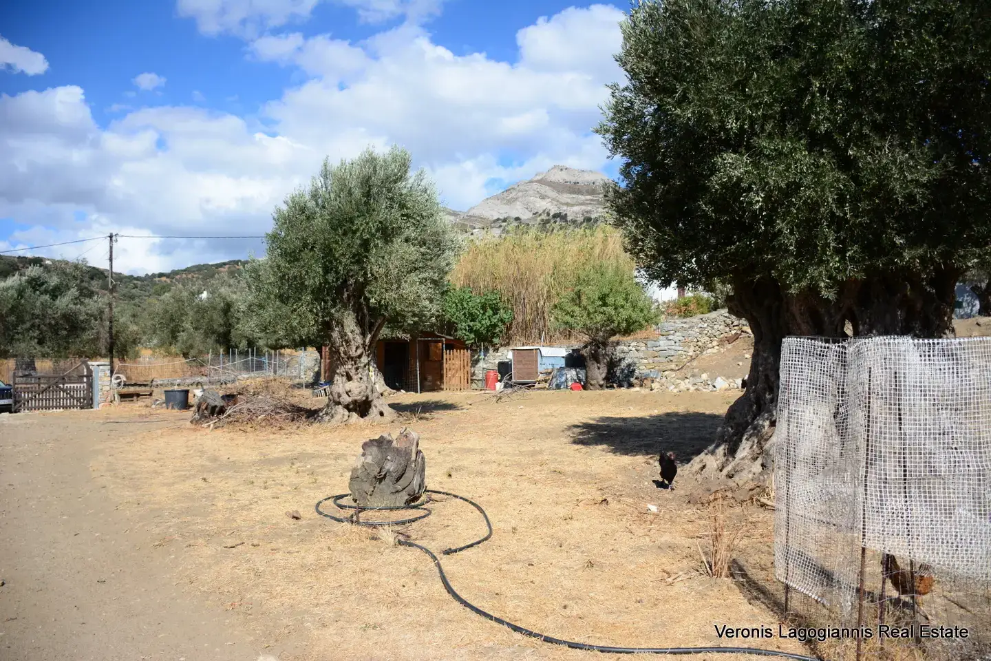 Καλόξυλο Νάξος / Αρχαίος ελαιώνας 2.000 m2 / 640604