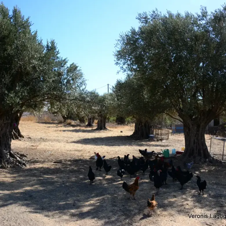 Kaloxylos Naxos / Ancient olive grove 4.000 m2 /640600