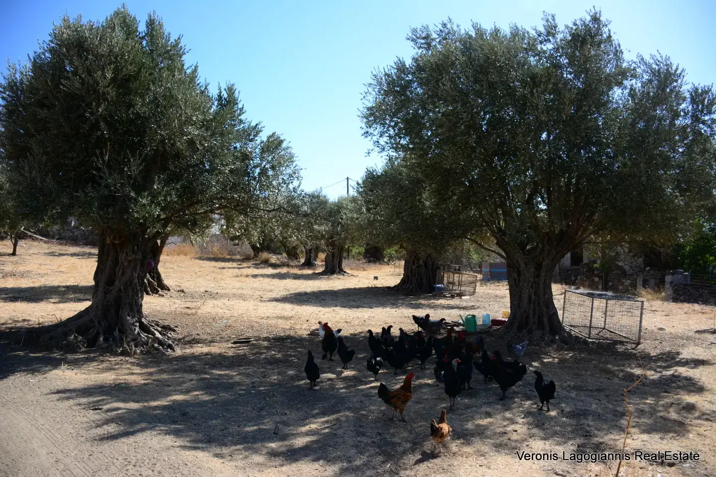 DSC_8768 Kaloxylos Naxos / Ancient olive grove 4.000 m2 /640600