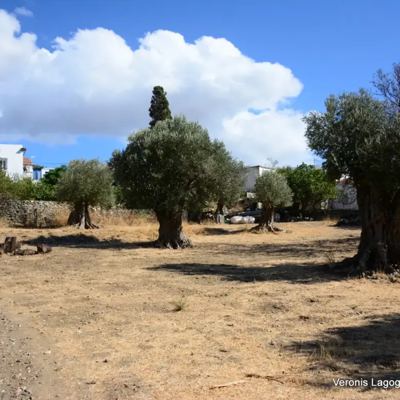 Kaloxylos Naxos / Ancient olive grove 4.000 m2 /640600