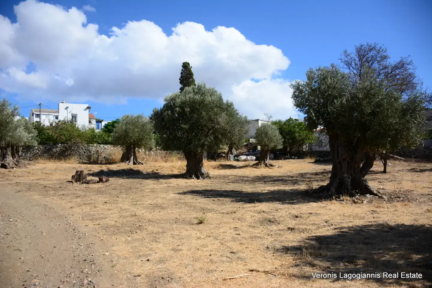 DSC_8769 Kaloxylos Naxos / Ancient olive grove 4.000 m2 /640600