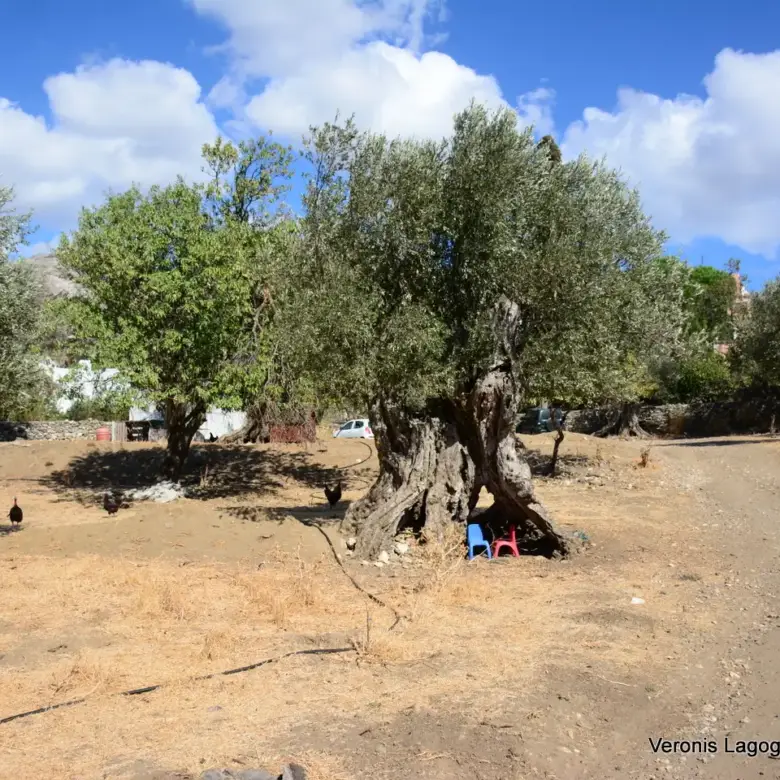 Kaloxylos Naxos / Ancient olive grove 4.000 m2 /640600