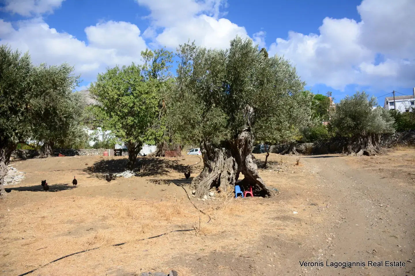 DSC_8770 Kaloxylos Naxos / Ancient olive grove 4.000 m2 /640600