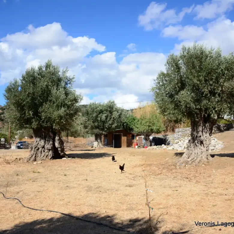 Καλόξυλο Νάξος / Αρχαίος ελαιώνας 2.000 m2 / 640604