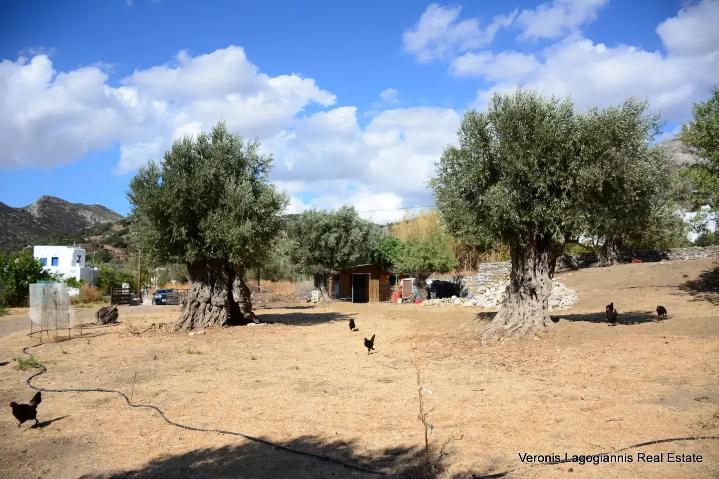 Καλόξυλο Νάξος / Αρχαίος ελαιώνας 2.000 m2 / 640604