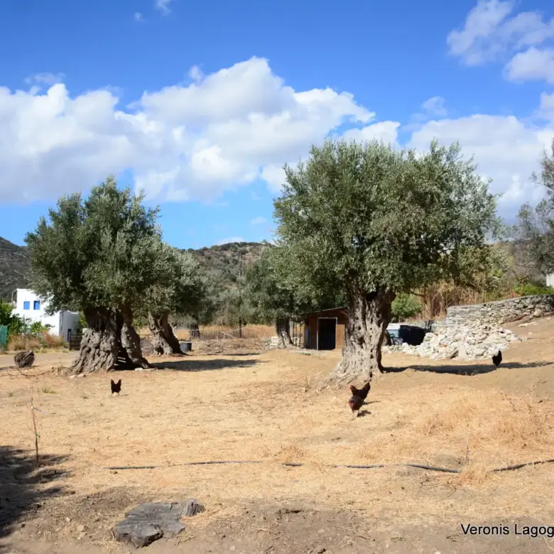 Καλόξυλο Νάξος / Αρχαίος ελαιώνας 2.000 m2 / 640604