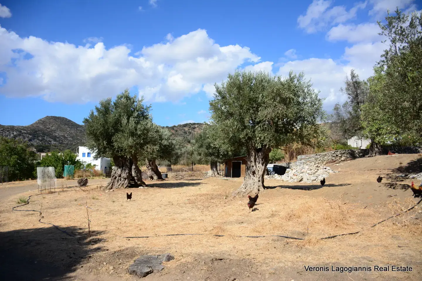 Καλόξυλο Νάξος / Αρχαίος ελαιώνας 2.000 m2 / 640604