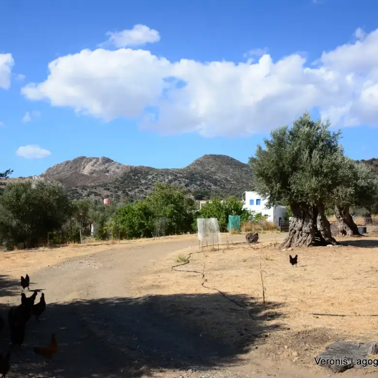 Καλόξυλο Νάξος / Αρχαίος ελαιώνας 2.000 m2 / 640604