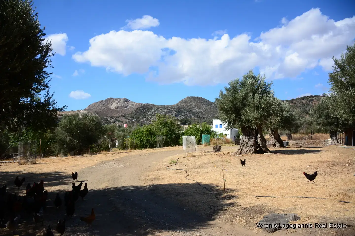 DSC_8773 Kaloxylos Naxos / Ancient olive grove 4.000 m2 /640600