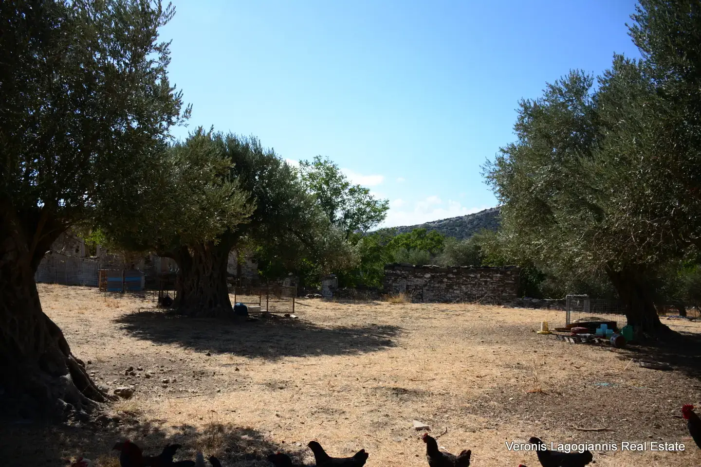 Καλόξυλο Νάξος / Αρχαίος ελαιώνας 2.000 m2 / 640604