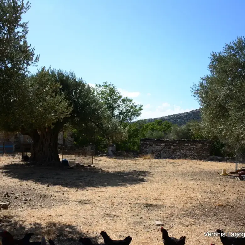 Kaloxylos Naxos / Ancient olive grove 4.000 m2 /640600