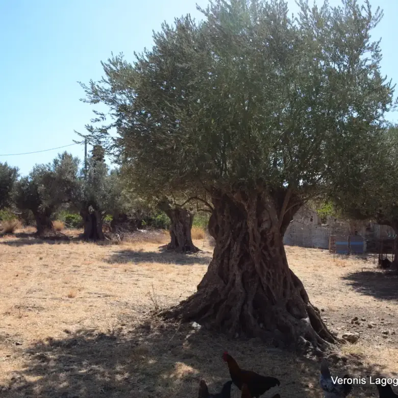 Καλόξυλο Νάξος / Αρχαίος ελαιώνας 2.000 m2 / 640604