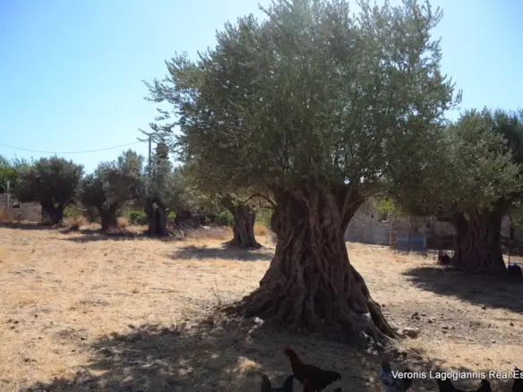 Καλόξυλος Νάξος / Αρχαίος ελαιώνας 4.000 m2 /640600