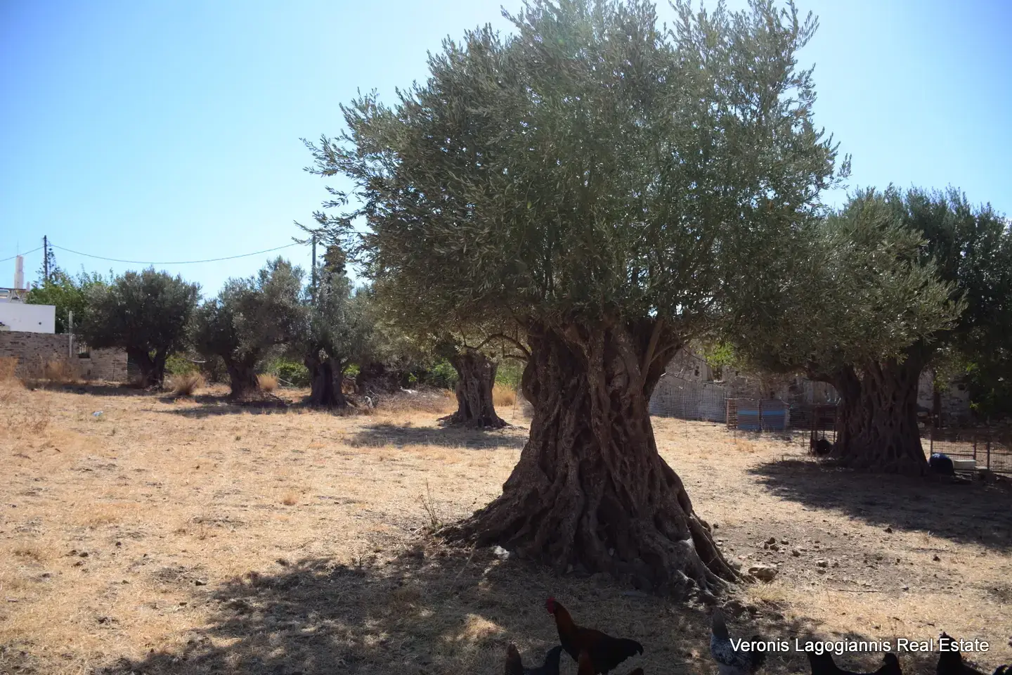 DSC_8775 Kaloxylos Naxos / Ancient olive grove 4.000 m2 /640600