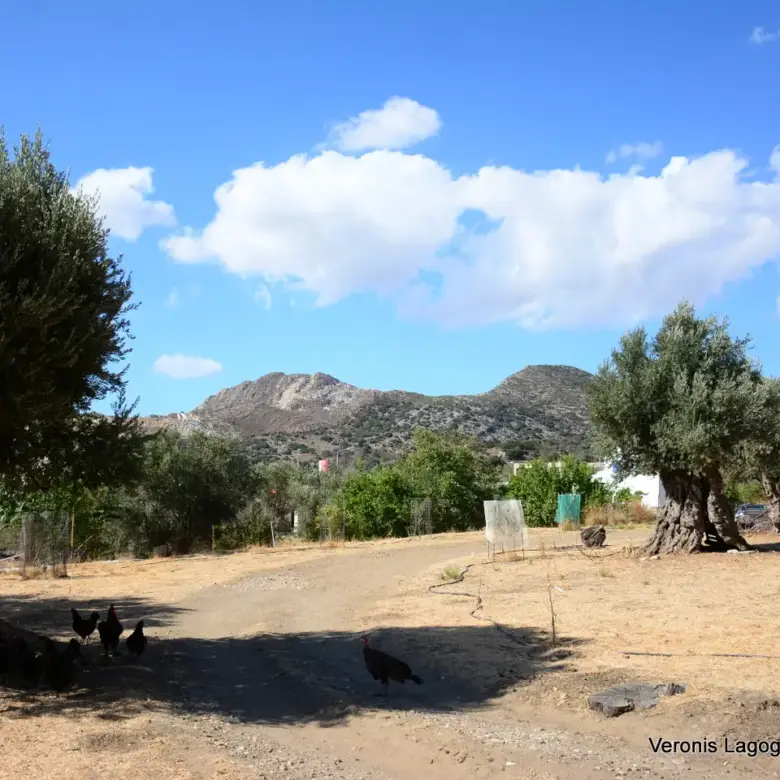 Καλόξυλο Νάξος / Αρχαίος ελαιώνας 2.000 m2 / 640604