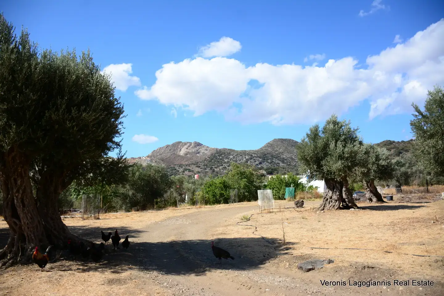 Καλόξυλο Νάξος / Αρχαίος ελαιώνας 2.000 m2 / 640604