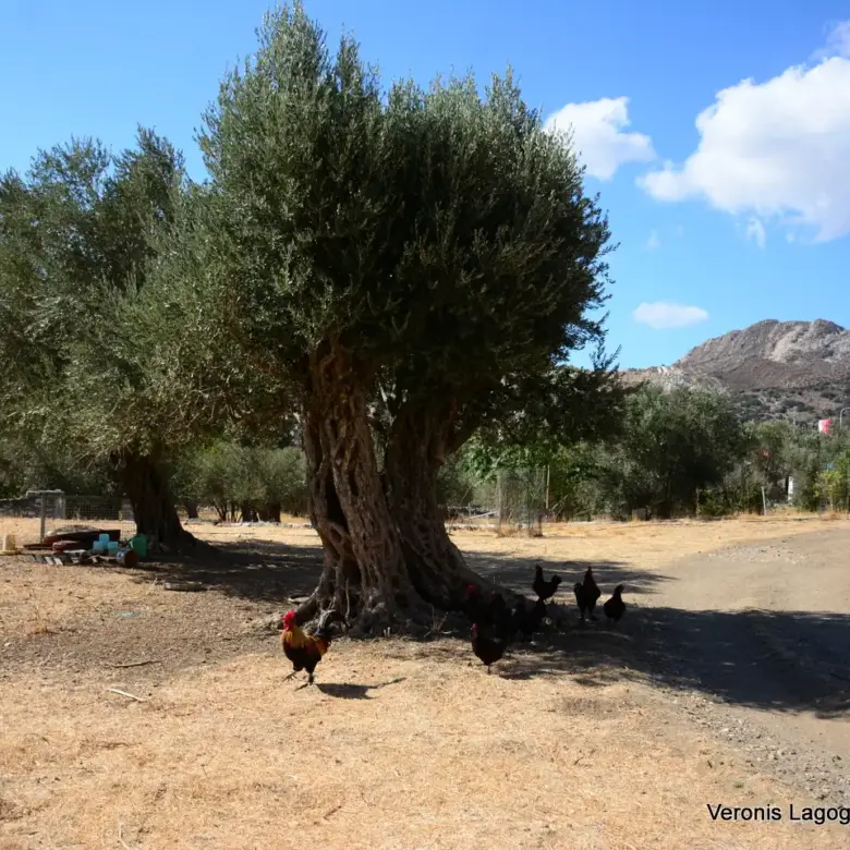 Καλόξυλο Νάξος / Αρχαίος ελαιώνας 2.000 m2 / 640604