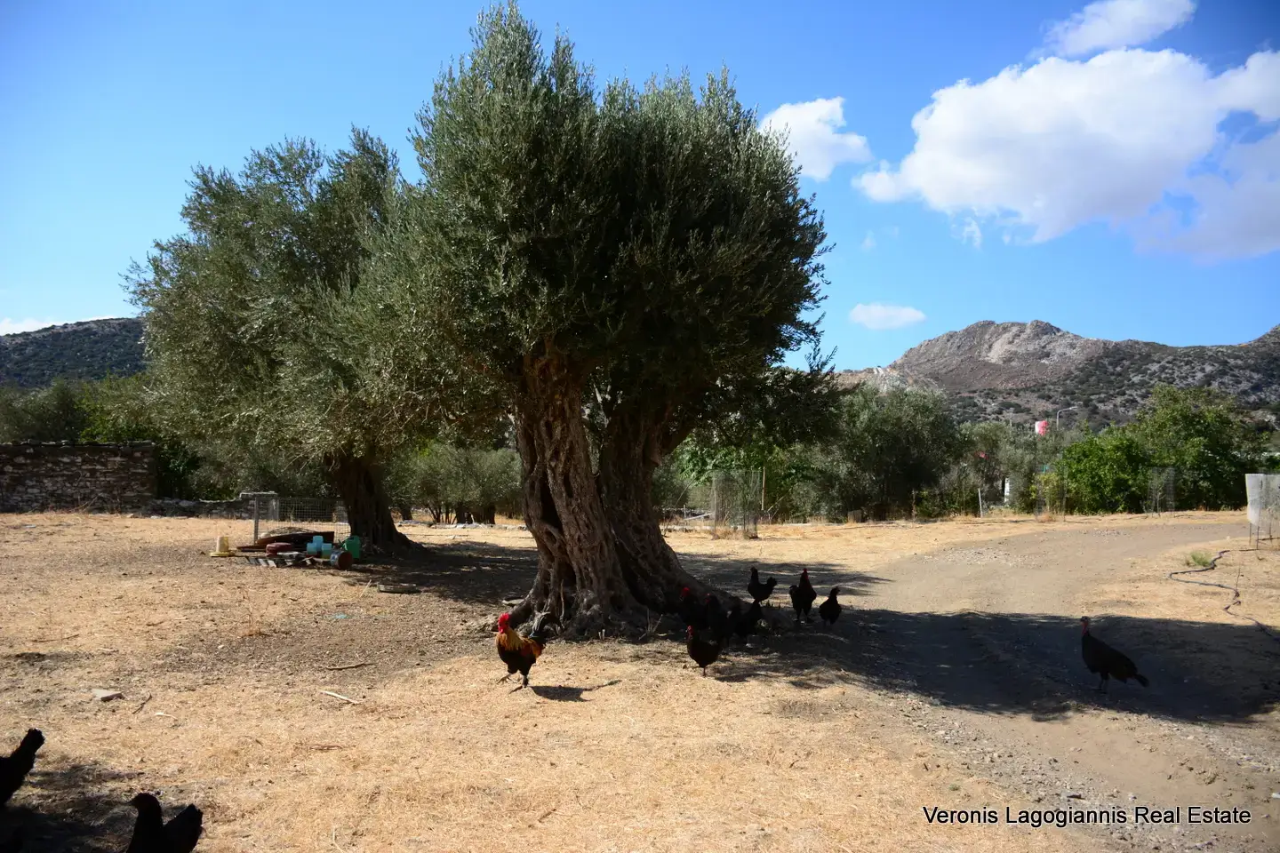 DSC_8777 Kaloxylos Naxos / Ancient olive grove 4.000 m2 /640600