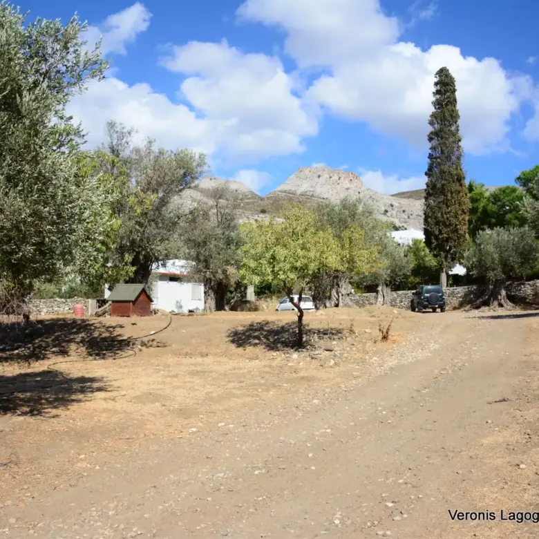 Καλόξυλο Νάξος / Αρχαίος ελαιώνας 2.000 m2 / 640604
