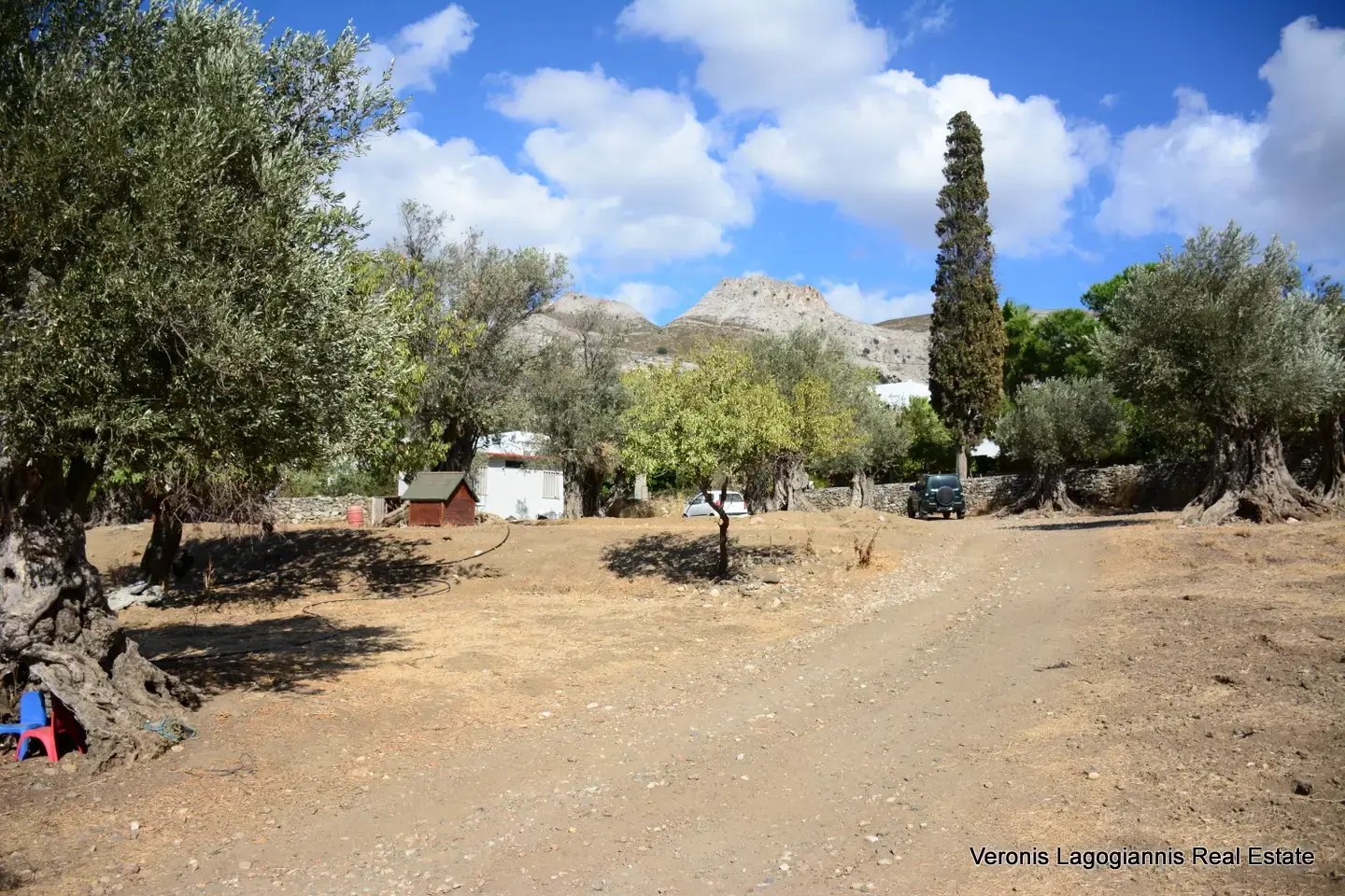 Καλόξυλο Νάξος / Αρχαίος ελαιώνας 2.000 m2 / 640604