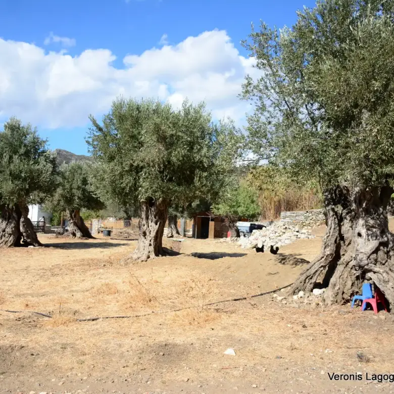 Kaloxylos Naxos / Ancient olive grove 4.000 m2 /640600
