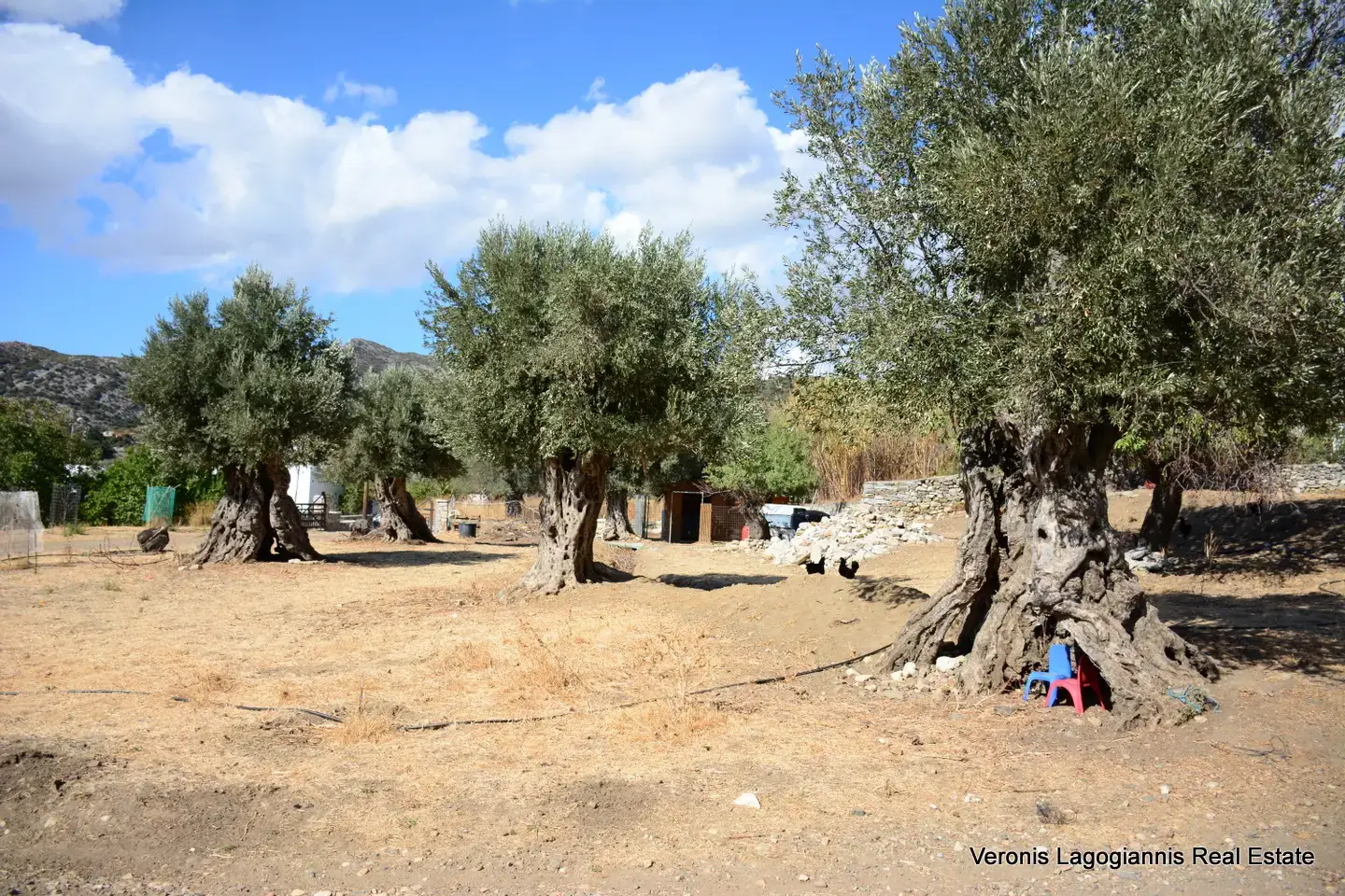 DSC_8779 Kaloxylos Naxos / Ancient olive grove 4.000 m2 /640600