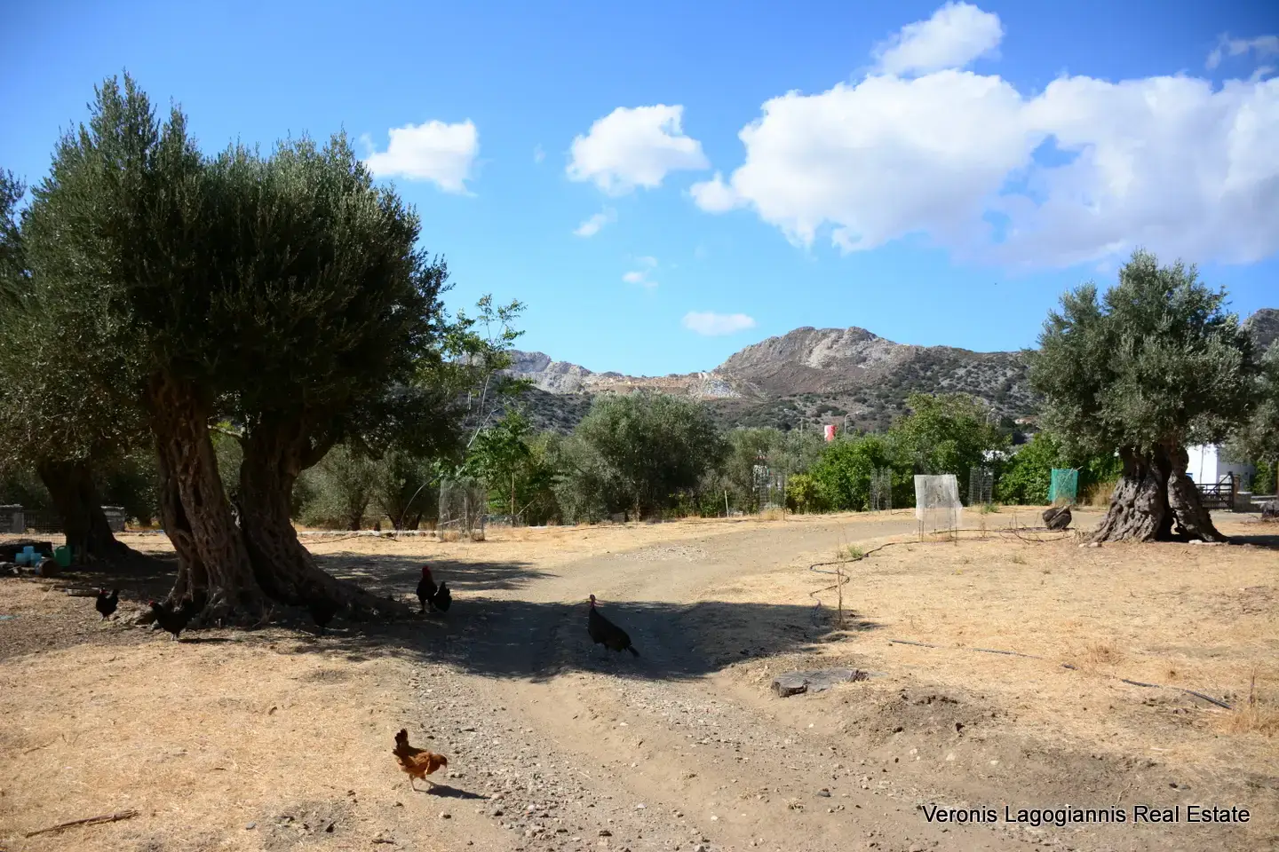 Καλόξυλο Νάξος / Αρχαίος ελαιώνας 2.000 m2 / 640604