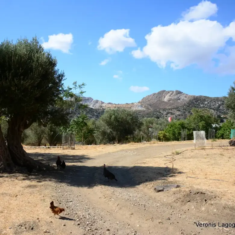 Kaloxylos Naxos / Ancient olive grove 4.000 m2 /640600
