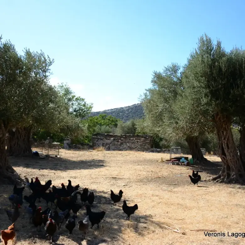 Καλόξυλο Νάξος / Αρχαίος ελαιώνας 2.000 m2 / 640604