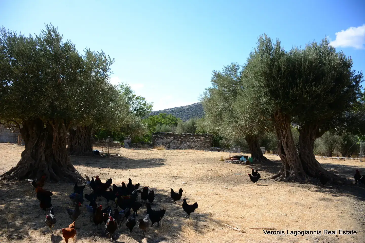 Καλόξυλο Νάξος / Αρχαίος ελαιώνας 2.000 m2 / 640604