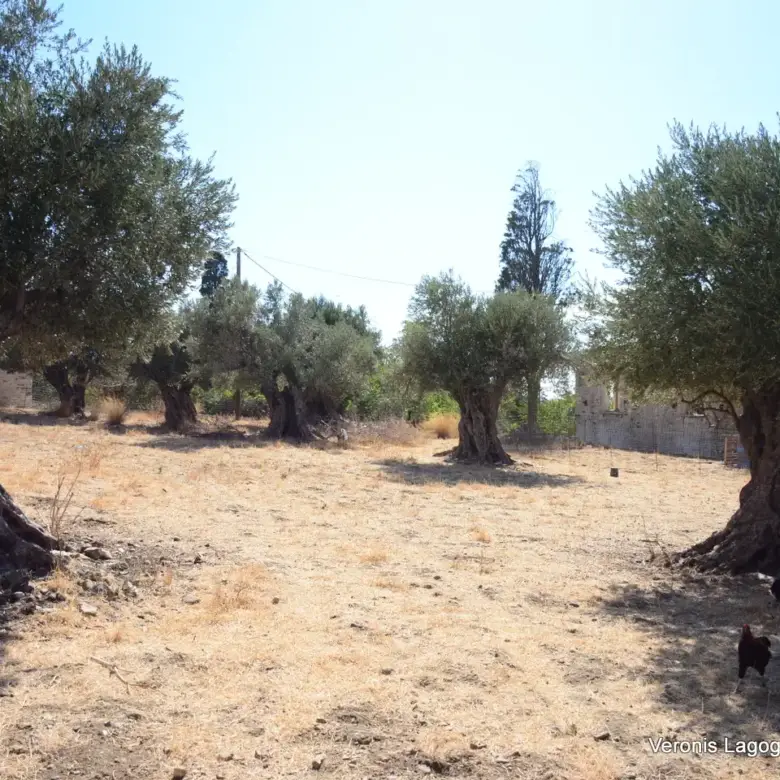 Καλόξυλο Νάξος / Αρχαίος ελαιώνας 2.000 m2 / 640604