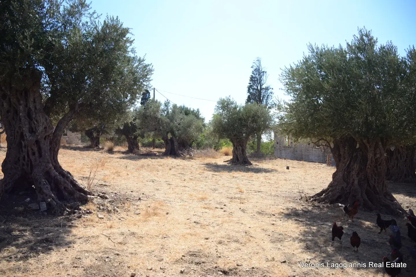 Καλόξυλο Νάξος / Αρχαίος ελαιώνας 2.000 m2 / 640604