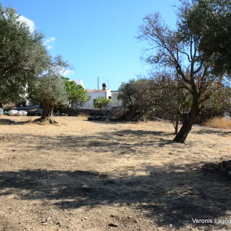 Καλόξυλο Νάξος / Αρχαίος ελαιώνας 2.000 m2 / 640604