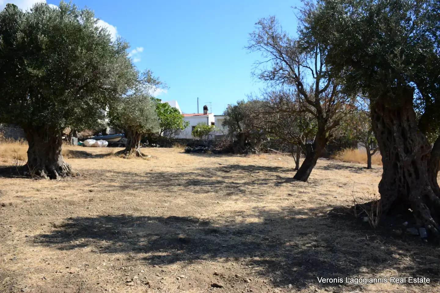 Καλόξυλο Νάξος / Αρχαίος ελαιώνας 2.000 m2 / 640604