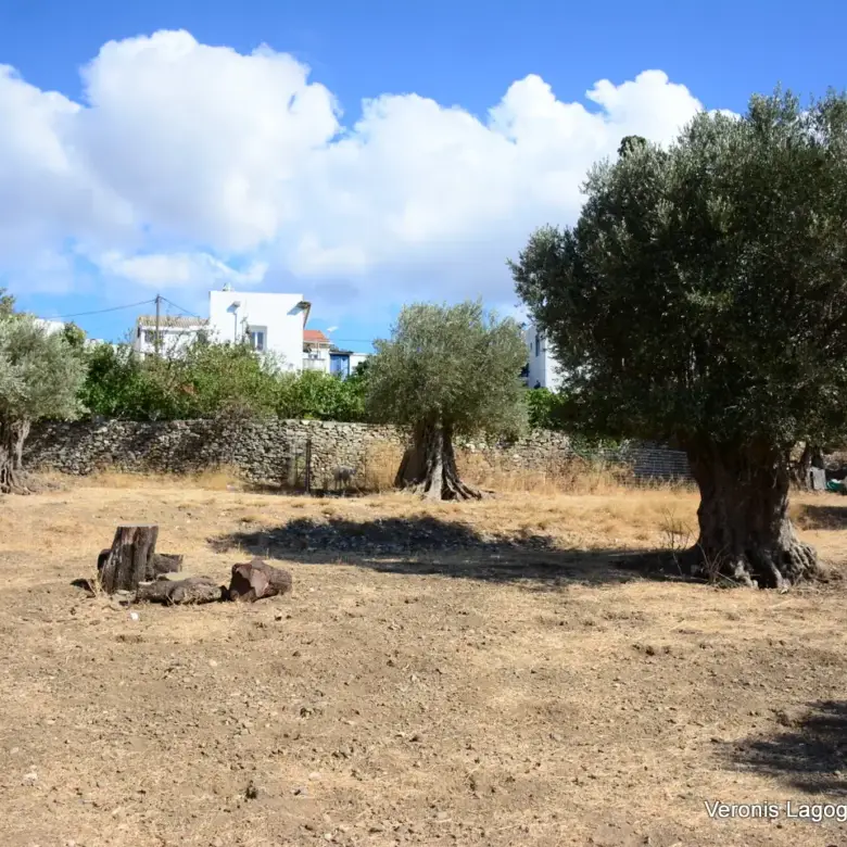 Καλόξυλο Νάξος / Αρχαίος ελαιώνας 2.000 m2 / 640604