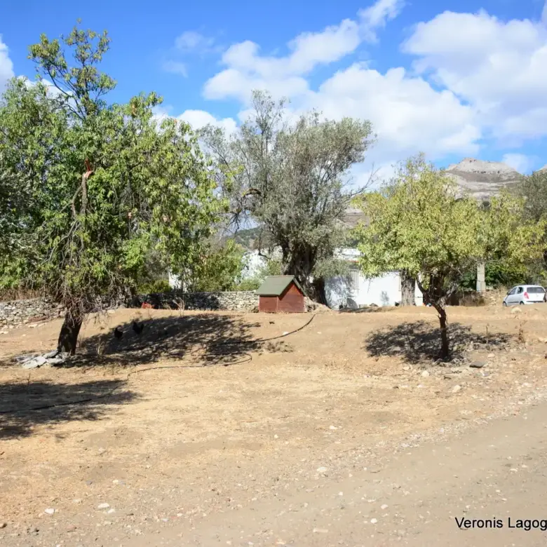 Καλόξυλο Νάξος / Αρχαίος ελαιώνας 2.000 m2 / 640604