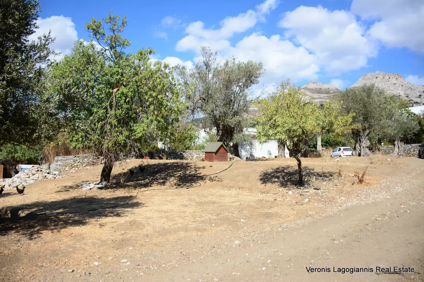 Καλόξυλο Νάξος / Αρχαίος ελαιώνας 2.000 m2 / 640604